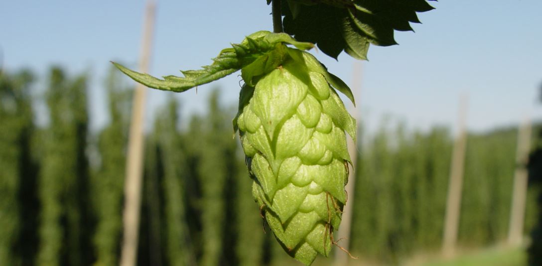 Hops How to Home Brew Beer