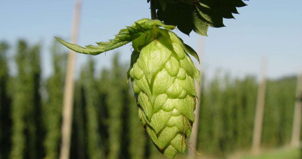 Hops How to Home Brew Beer