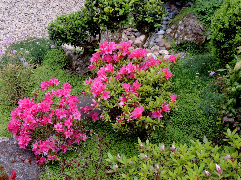 Le Monde De Shuki Scene De Jardin Le Coin Japonais