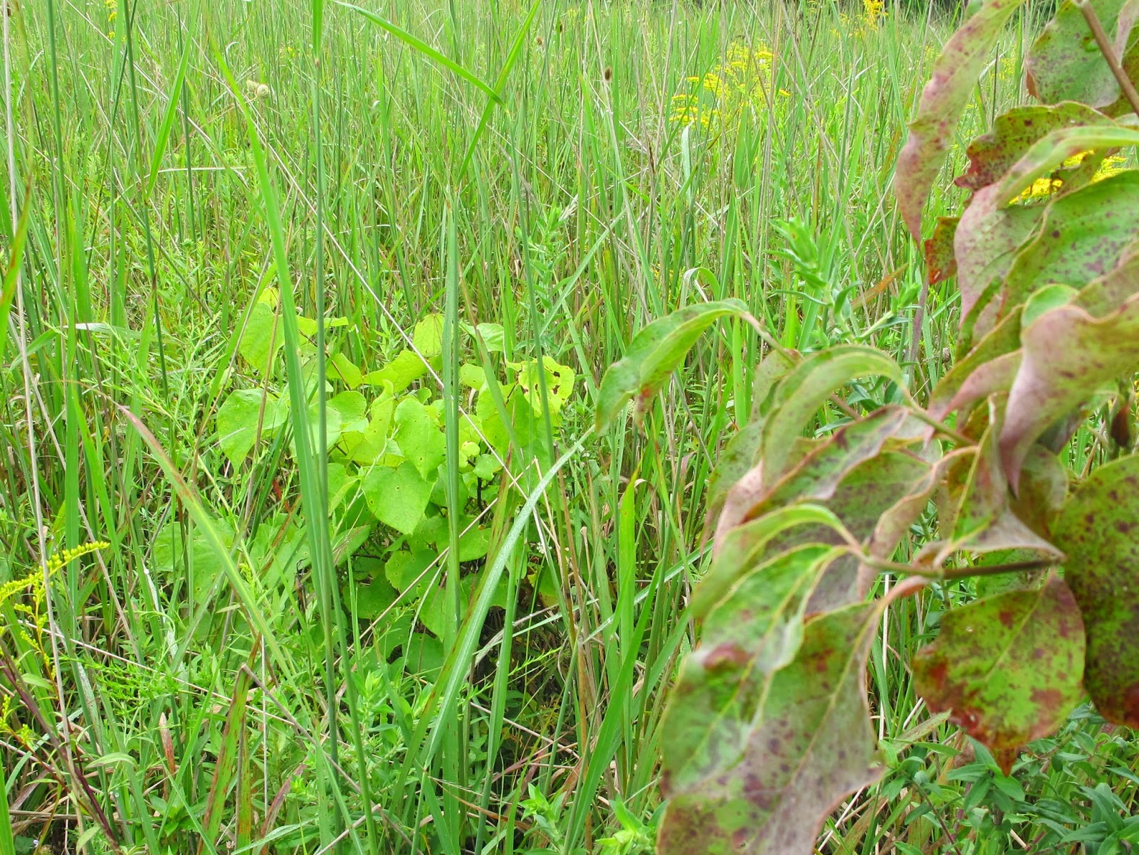 Blue Jay Barrens Goldfinch Nest