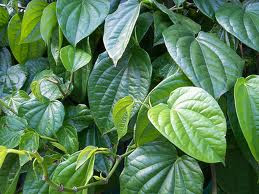 Image Mengatasi vagina becek dengan cara herbal alami
