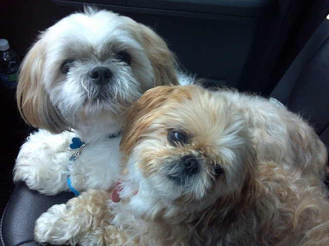 Conheça os padrões de comportamento do seu shih tzu