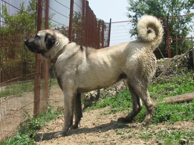 MorsoRosso Il CANE CON IL MORSO