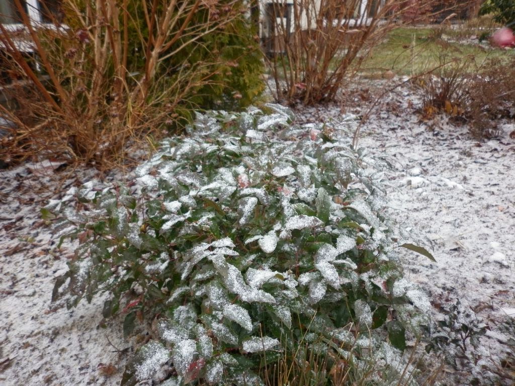 Aleja Kwiatowa Blog Ogrodowy Ogrodniczy Uslugi Ogrodnicze