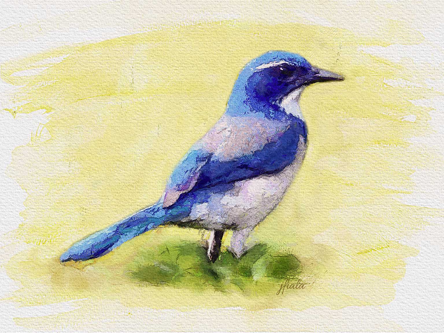 Jlfiala Watercolor Painting Of A Blue Bird