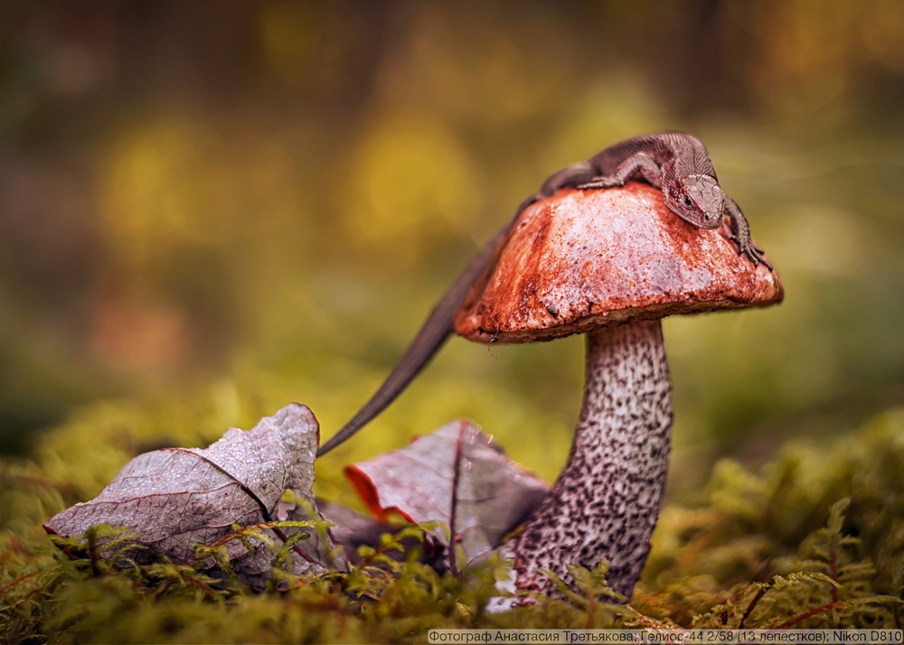 Гелиос-44 2/58