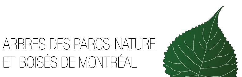 Arbres des parcs-nature et boisés de Montréal