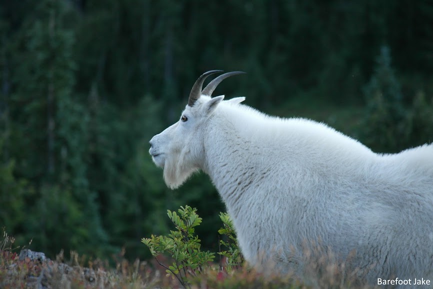 mountain goat