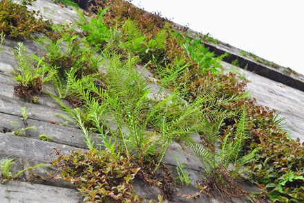 Kham pha thanh co Dai Ly - Anh 7