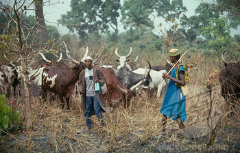 fulanis arrested in oyo state