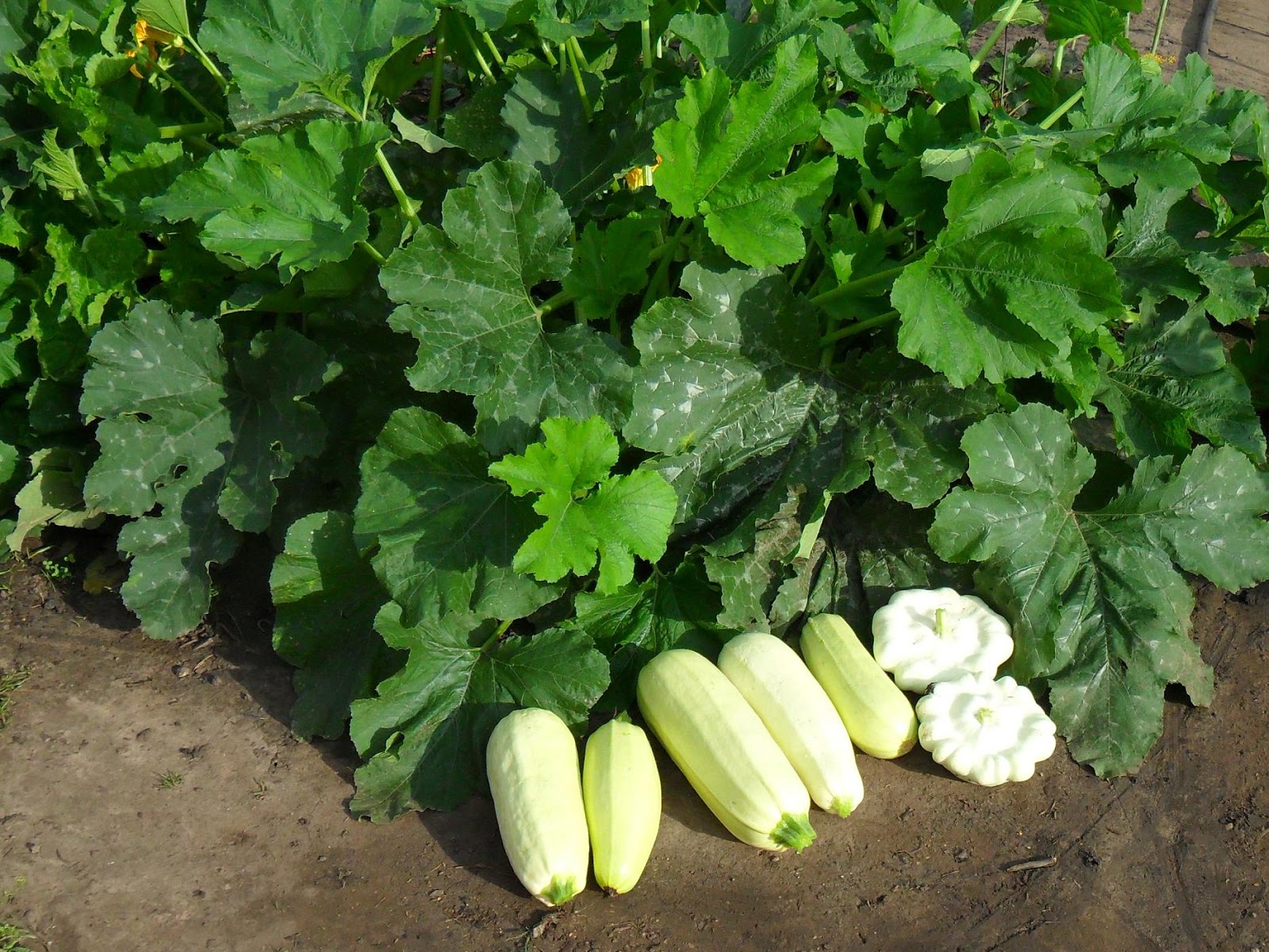 желтые сорта кабачков. кабачки лучшие сорта для подмосковья. цукини сорта и гибриды. лучшие сорта кабачков для подмосковья для открытого. кустовые кабачки.