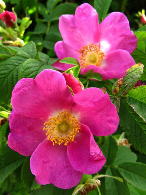wild rose image, pink, nature, macro, © 2013 Annie Japaud Photography, wild roses 