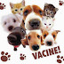 Vacinação de cães e gatos começa no sábado