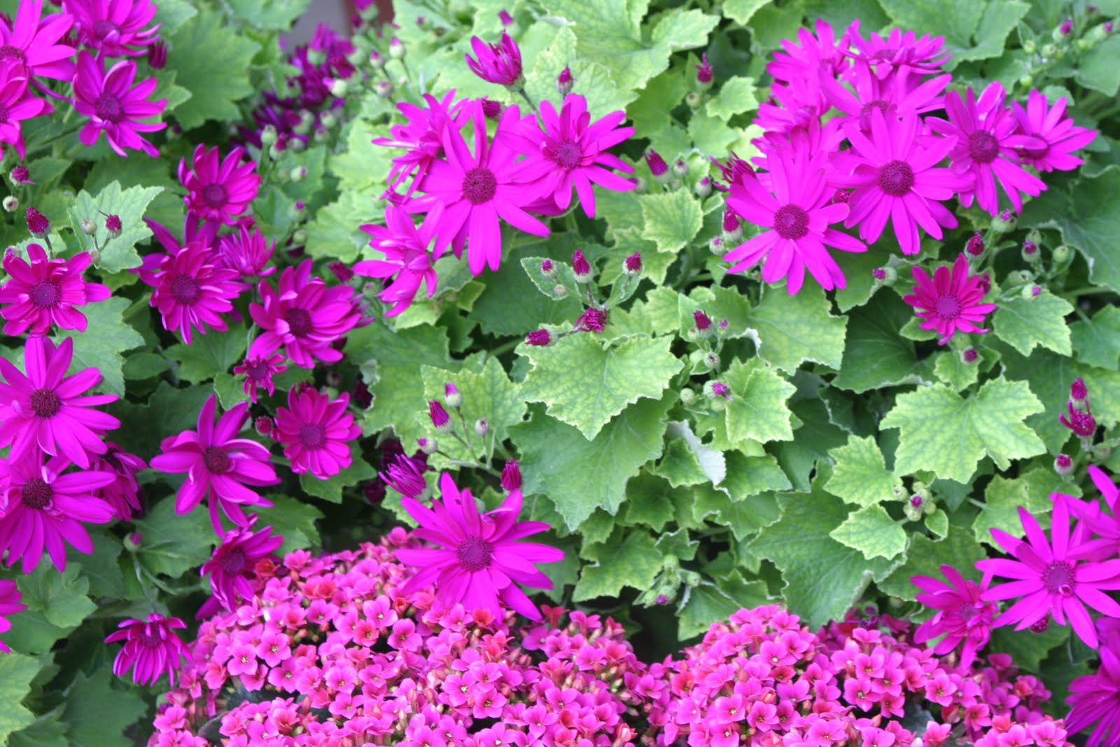 Powell Gardens' Blog Spring Preview Winter Windowsill Flowers