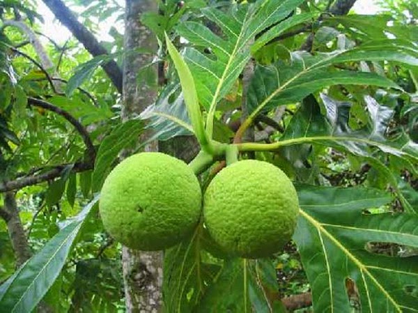 Health Benefits of Breadfruit fruit Health Benefits of Breadfruit fruit
