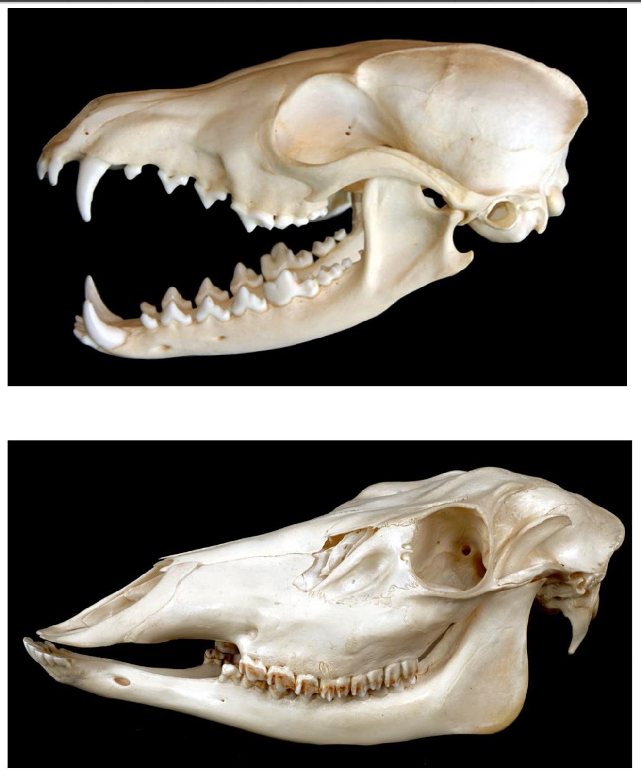 Animal Skull Identification Chart