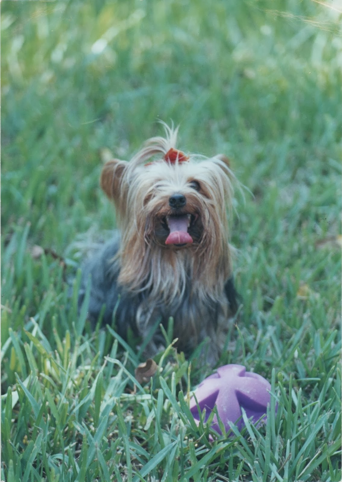 I eat what tastes good! Zipper, My Precious Baby Dog
