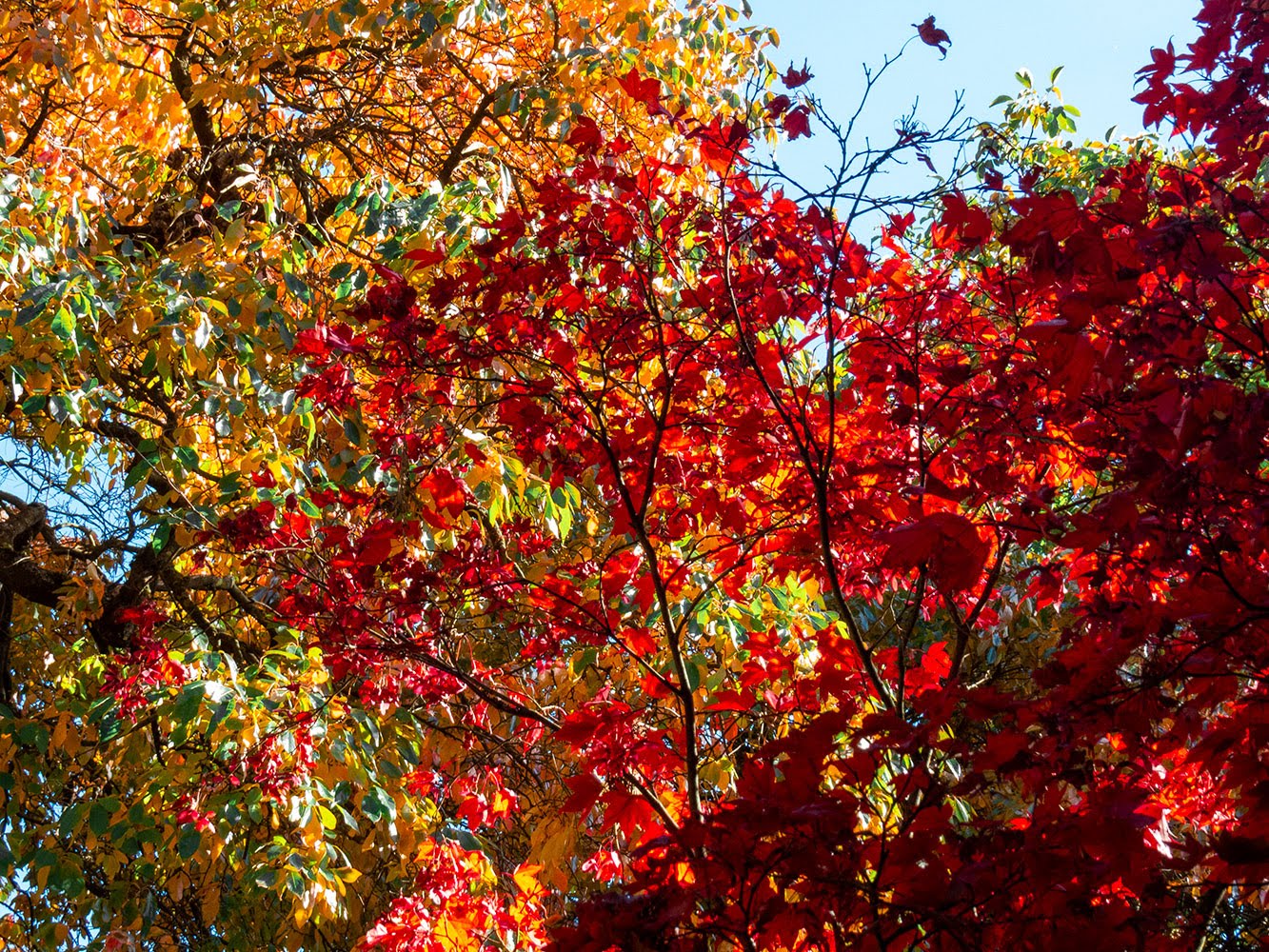 neuer Gartentraum Fotoblog Herbst im Forstbotanischen