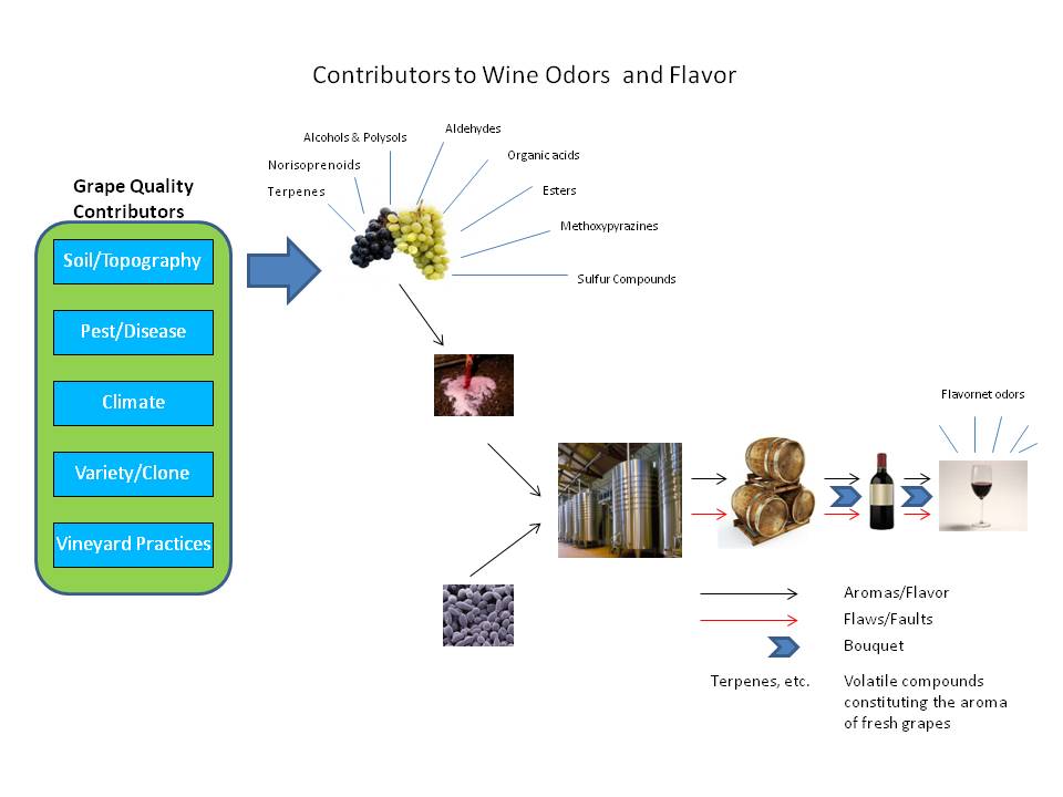 Wine Mise en abyme Odor as an indicator of wine quality Mapping the sources