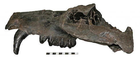 Achaenodon skull