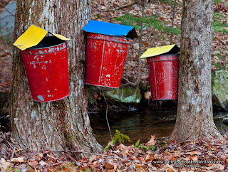 Sap Gathering Contest, Keene, New Hampshire, Stonewall Farm,