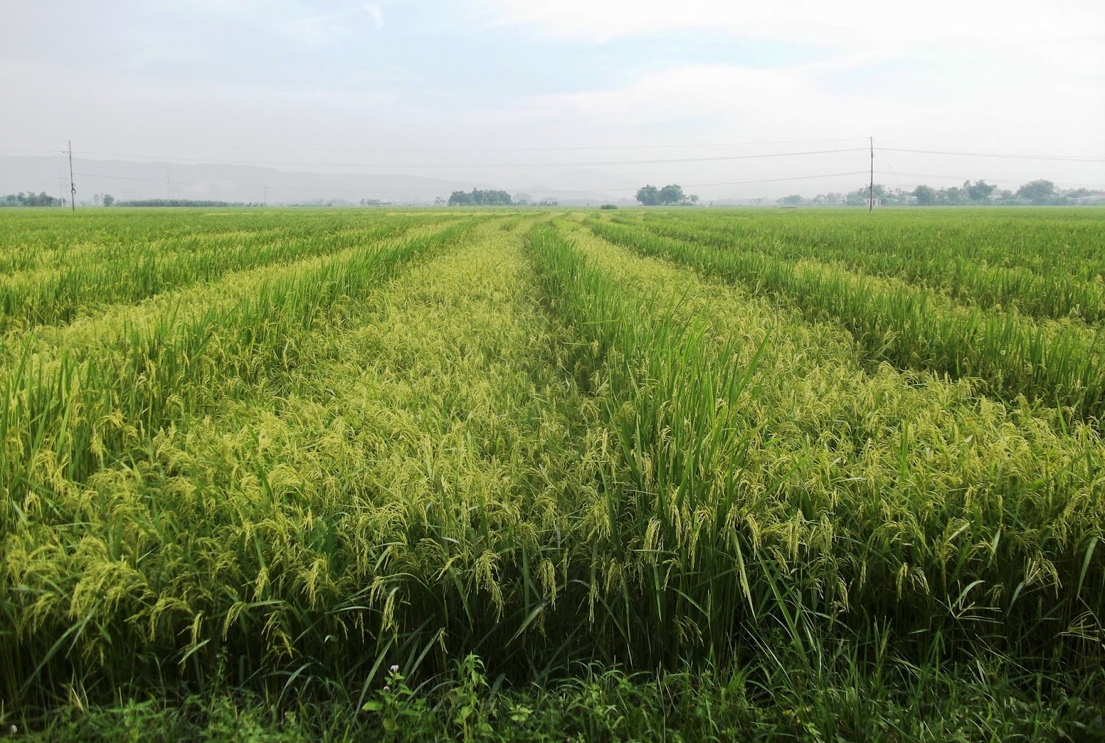 Mộc Nhân Lê Đức Thịnh: 1.243. BÔNG LÚA CHÍN CÚI ĐẦU