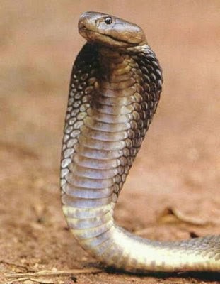  Gambar Ular Kobra Dunia Binatang