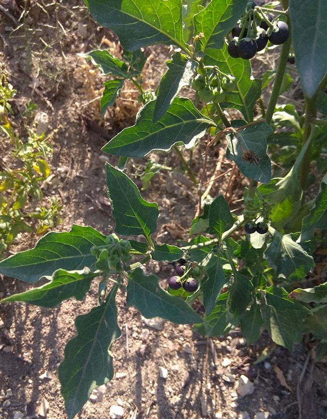 Foraging Black Nightshade Solanum Nigrum and How to Identify It