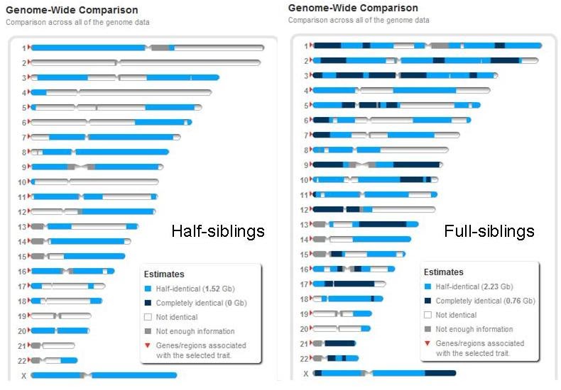 Information on Genes: Half-siblings vs. Full-siblings visualized