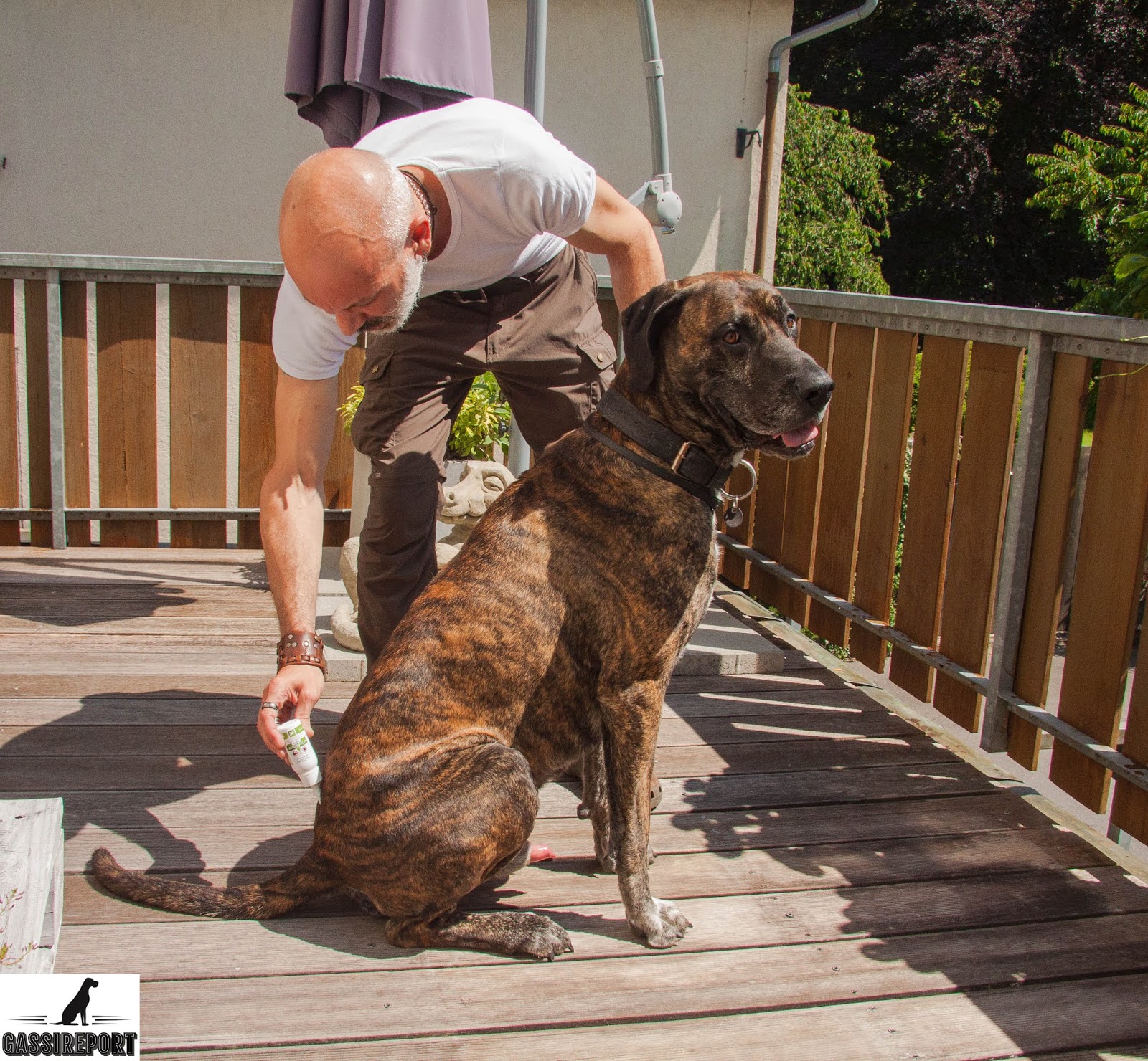 GASSIREPORT Hundeblog *Zeckenschutz für Hunde von AniForte ohne Chemie!