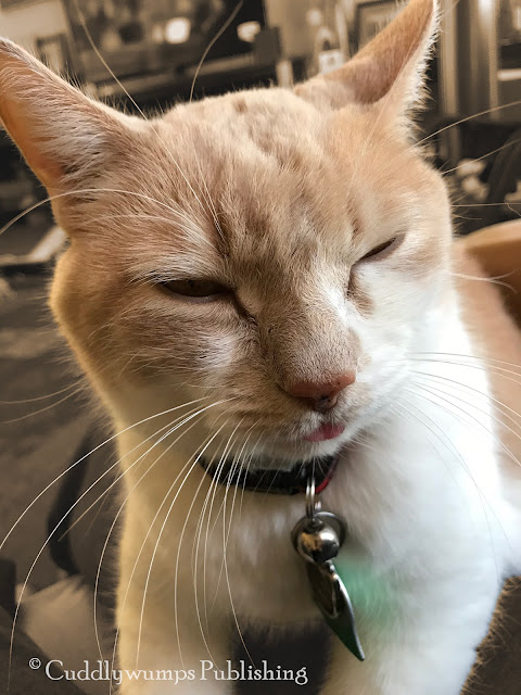 Real Cat Webster Sunday Selfie April 2018