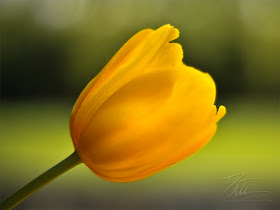 Yellow Tulips Wallpapers