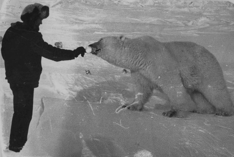 Feeding polar bears from a tank 1950 - 5