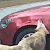 Οδηγός κλώτσησε σκύλο για να παρκάρει- Εκείνος έφερε την...  [εικόνες] 