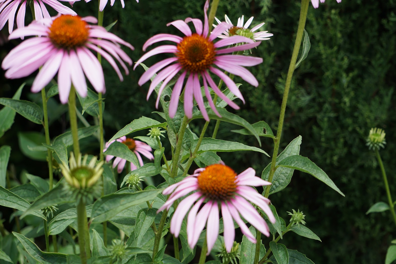 Plantas de Huerta Otea, Salamanca Equinácea purpúrea (Echinacea purpurea)