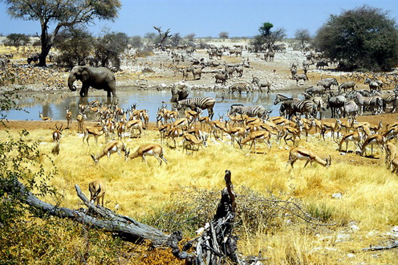 Национальные парки и заповедники африки. Этоша национальный парк Намибии. Национальный парк Этоша в Африке. Заповедник Этоша Намибия. Национальный парк Этоша ви.