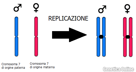 Differenza Tra Cromosomi Omologhi E Cromatidi Fratelli Medicina: I cromosomi: differenza tra omologhi e cromatidi fratelli