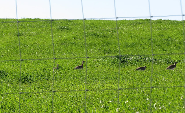 Little Bustards - Portugal Little Bustards - Portugal