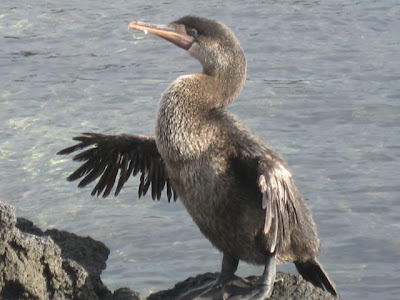  Cormorant.JPG