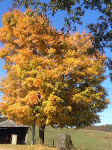 A Tree near the farm