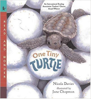 One Tiny Turtle Lesson Plans One Tiny Turtle Lesson Plans