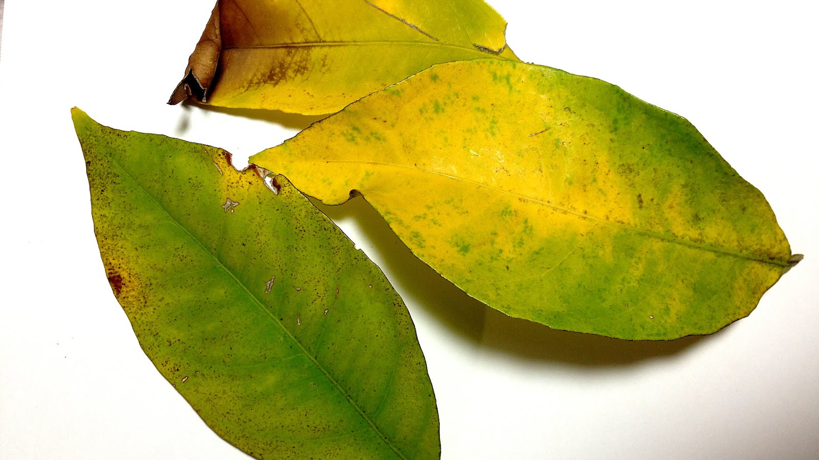 Citrus Tree Leaves Turning Yellow Yellow Choices citrus-tree-leaves-turning-yellow-yellow-choices
