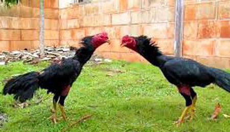 Ayam Bangkok Vs Ayam Birma Jagoan Mana Berita Sabung Ayam Terupdate Dan Terlengkap