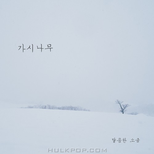 Sweet Salt – 가시나무 – Single