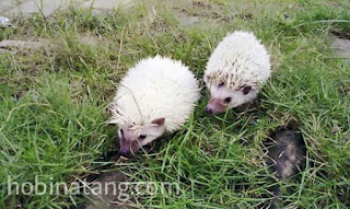 Harga dan Jenis Landak Mini Paling Bagus di Indonesia Pencinta binatang niscaya tau dong dengan binatang mungil yang satu ini Harga dan Jenis Landak Mini Paling Bagus di Indonesia
