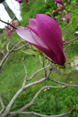 LUNEA FLORILOR