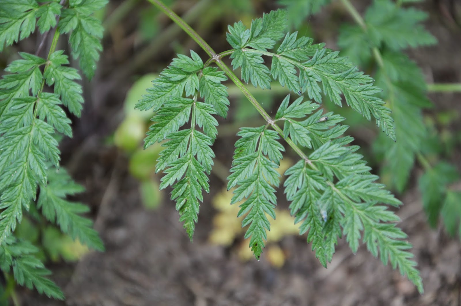 Świat oczami Oczka: Trybula leśna - Anthriscus sylvestris