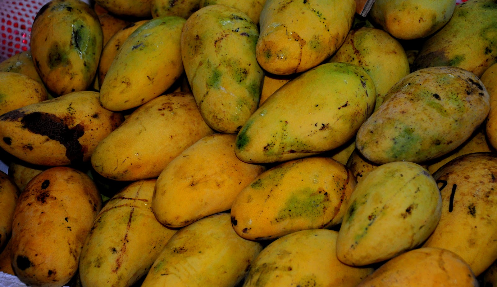 Rahsia Tanaman Mangga (Mangifera indica Linn)