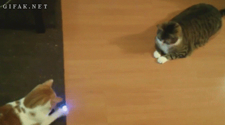 Two cats playing table ttennis ping pong with a laser