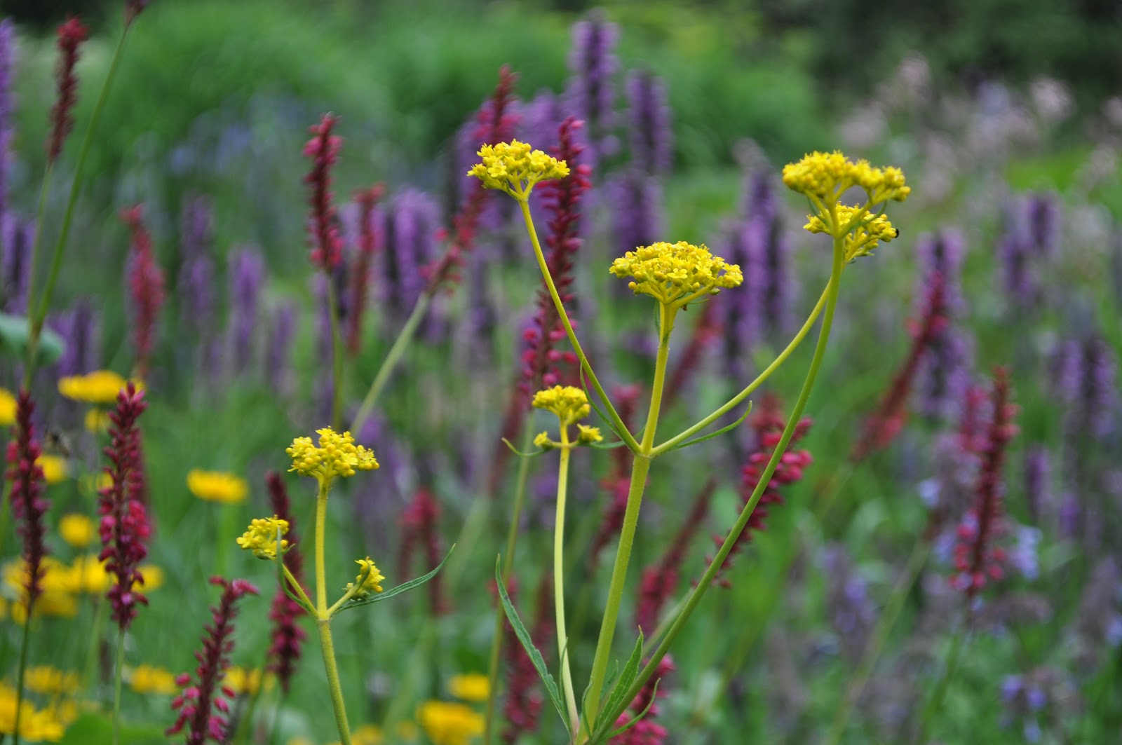 Staudengarten Gross Potrems Goldbaldrian, Patrinia scabiosifolia